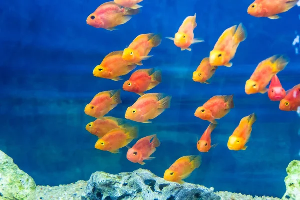 Aquarium parrot fish — Stock Photo, Image