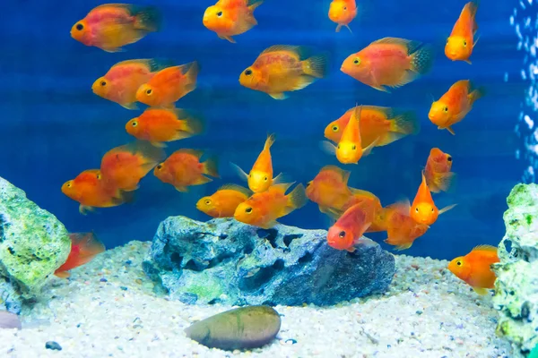 Aquarium parrot fish — Stock Photo, Image