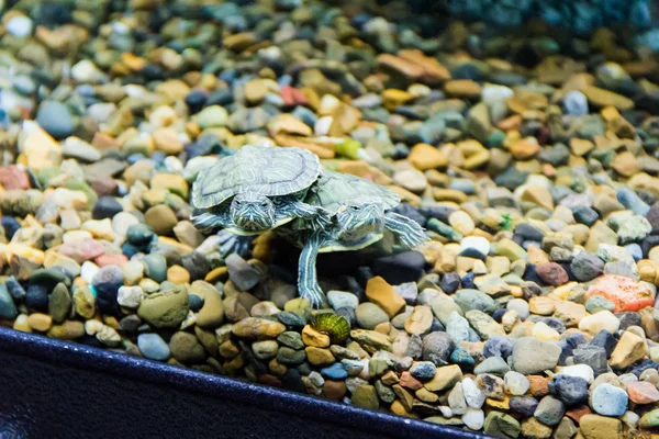 Plíživé želva v akváriu — Stock fotografie
