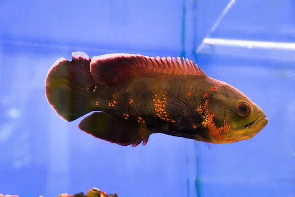 Photo of astronotus ocellatus — Stock Photo, Image