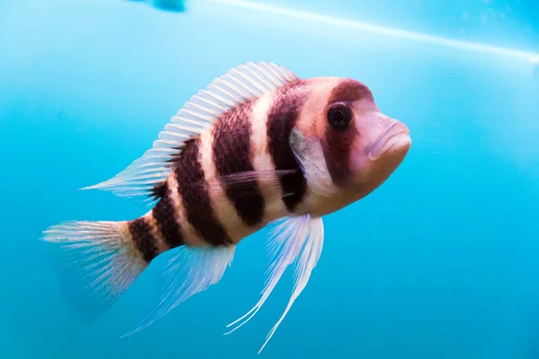 Photo of frontosa fish — Stock Photo, Image