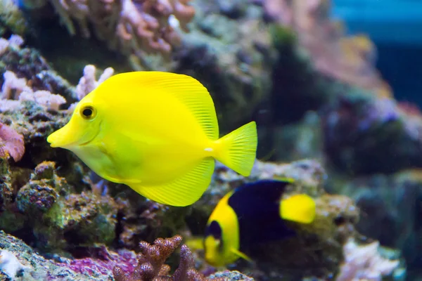 Zebrasoma gul tang fisk – stockfoto