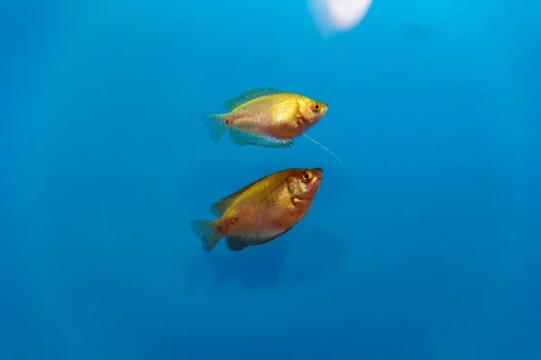 水族館の魚類の写真 — ストック写真