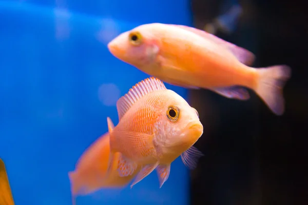 Pesci Aulonocara in acquario — Foto Stock