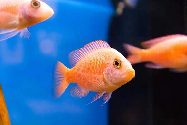 Aulonocara fish in aquarium — Stock Photo, Image