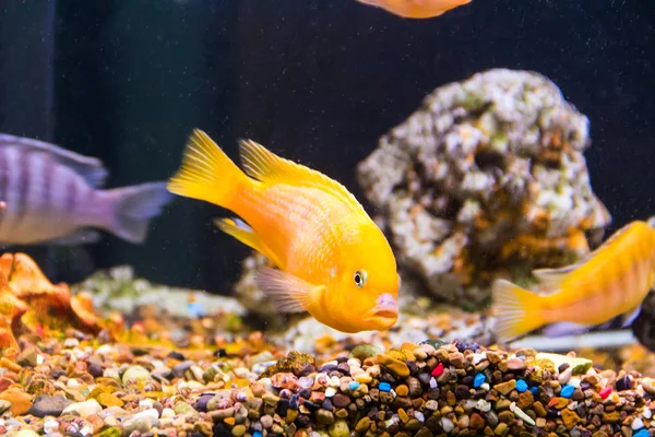 Aulonocara fish in aquarium — Stock Photo, Image