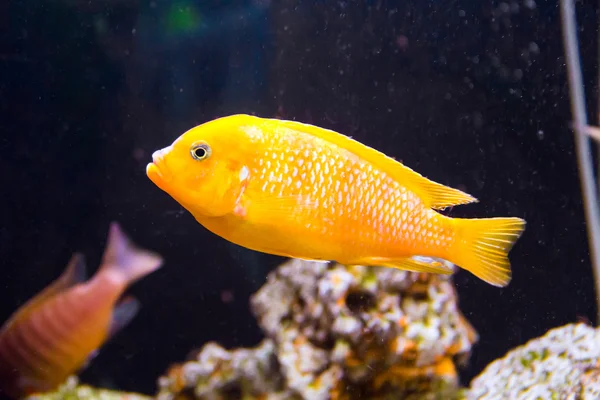 Foto do peixe aulonocara — Fotografia de Stock