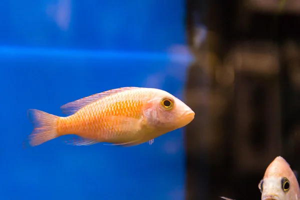 Photo of aquarium fish — Stock Photo, Image