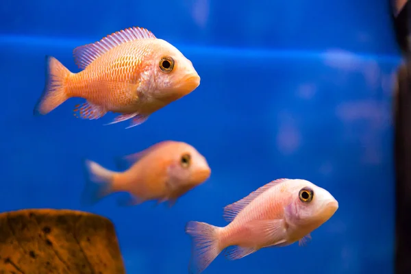 Photo of aulonocara fish — Stock Photo, Image