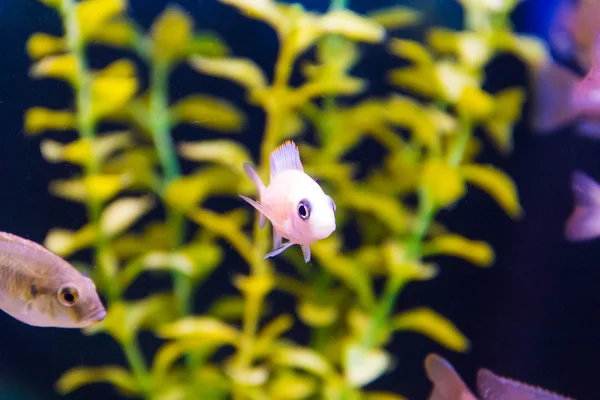 Photo of aquarium fish — Stock Photo, Image