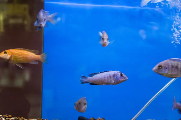 Aulonokarafisch im blauen Wasser — Stockfoto