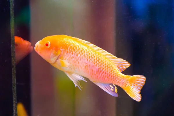 Фото акваріумної риби — стокове фото