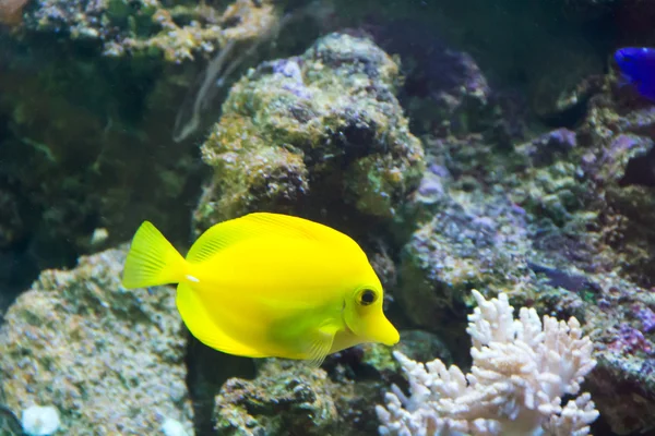 Zebrasoma peixe-tang amarelo — Fotografia de Stock