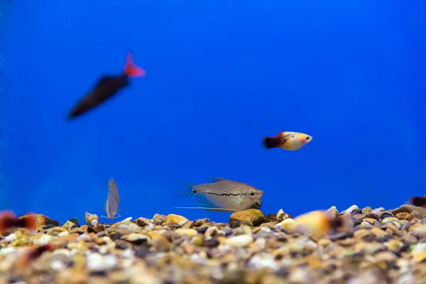 Photo of aquarium fish — Stock Photo, Image