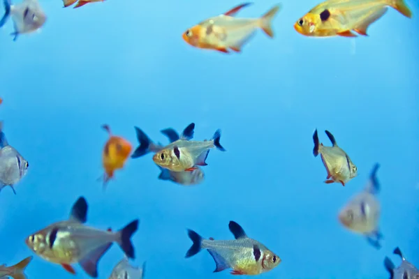 Acuario de peces en agua azul — Foto de Stock