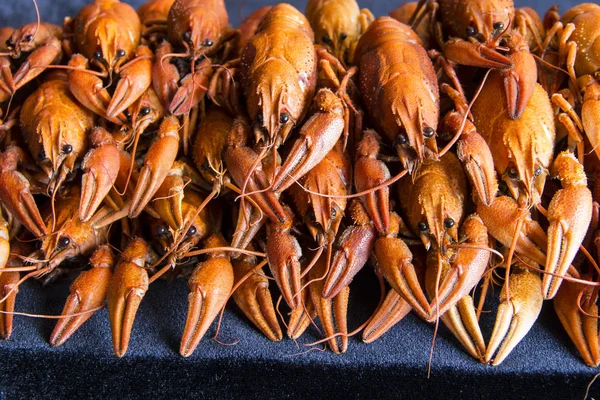 Många röda crawfishes — Stockfoto