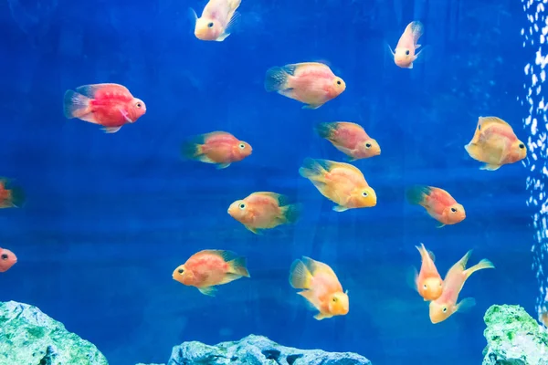 Photo of aquarium fish Stock Image