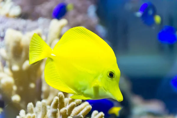 Zebrasoma amarelo no aquário — Fotografia de Stock