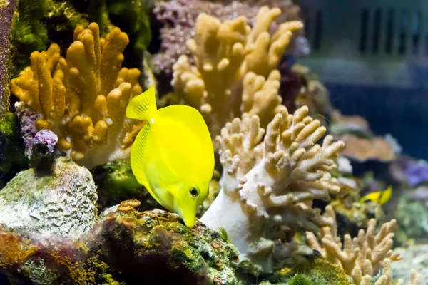 Желтая зебрасома в аквариуме — стоковое фото