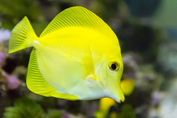 Gelbe Zebrasoma im Aquarium — Stockfoto