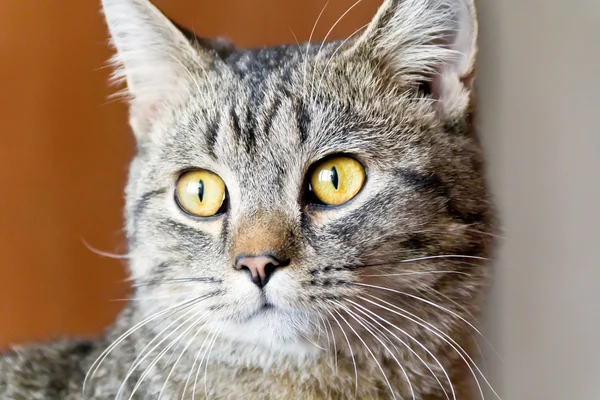 Kočka portrét se žlutýma očima — Stock fotografie
