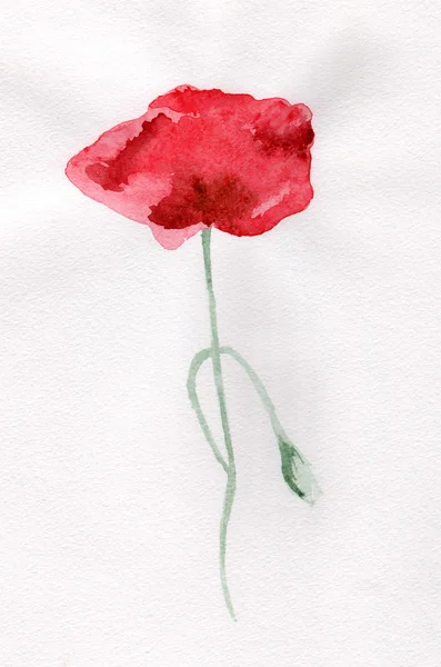 Colorful Poppy flower, watercolor illustration — Stock Photo, Image