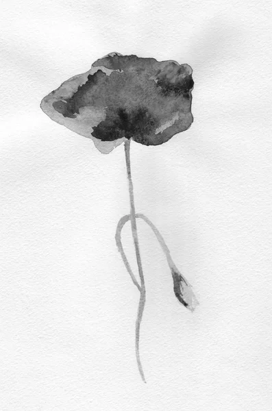 Poppy flower, watercolor illustration — Stock Photo, Image
