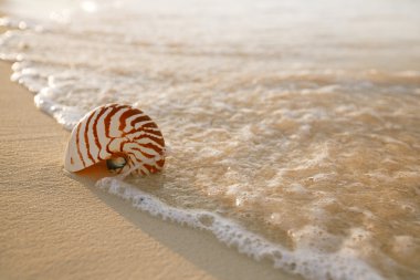 Nautilus deniz kabuğu