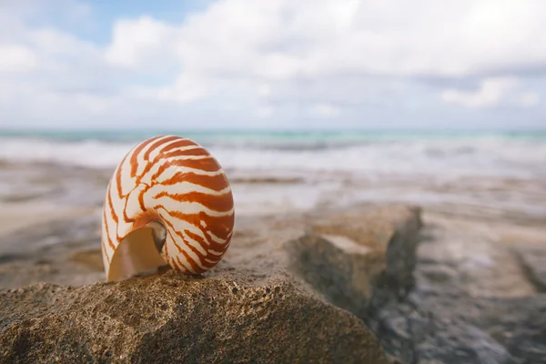 鹦鹉螺海贝壳 — 图库照片