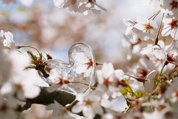 Coração claro de vidro na primavera com flor — Fotografia de Stock