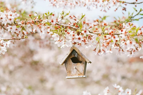 Birdhouse in Spring with blossom flower sakura — Stock Photo, Image
