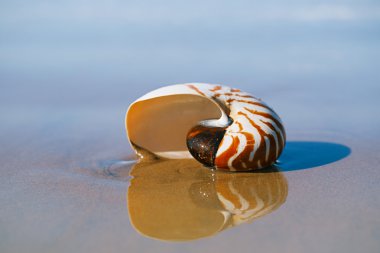 Seashell deniz plaj 