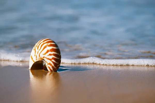 Seashell on sea beach, Agadir — Stock Photo, Image