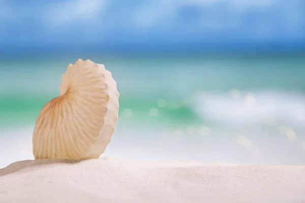 Nautilus paper shell on white beach — Stock Photo, Image