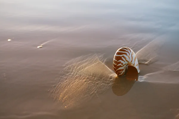 Conchiglia nautilus sulla spiaggia di mare — Foto Stock