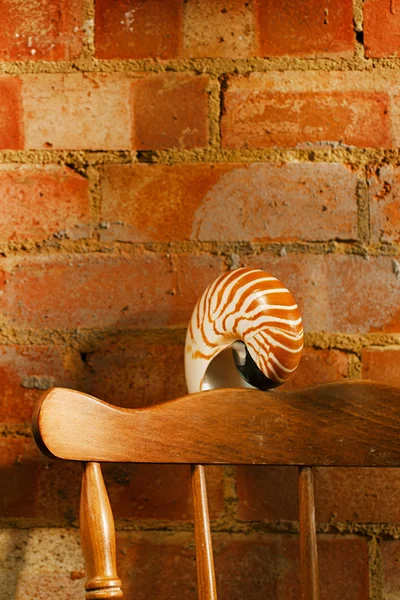 Nautilus sea shell in retro style — Stock Photo, Image