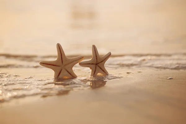 Två sjöstjärnor på Sea Ocean Beach — Stockfoto