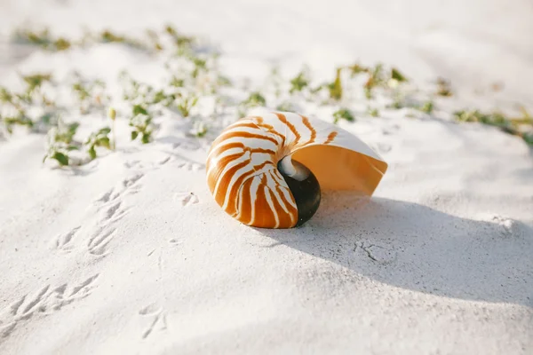 Nautilus-Muschel am weißen Strand von Florida — Stockfoto