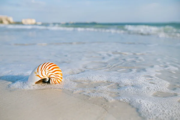 Concha Nautilus con olas marinas — Foto de Stock