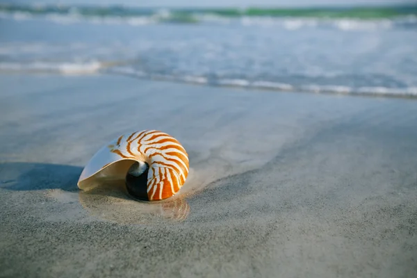 Nautilus-Muschel mit Meereswelle — Stockfoto