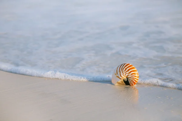 海の波と nautilus シェル — ストック写真