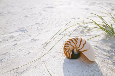 nautilus shell on white beach clipart