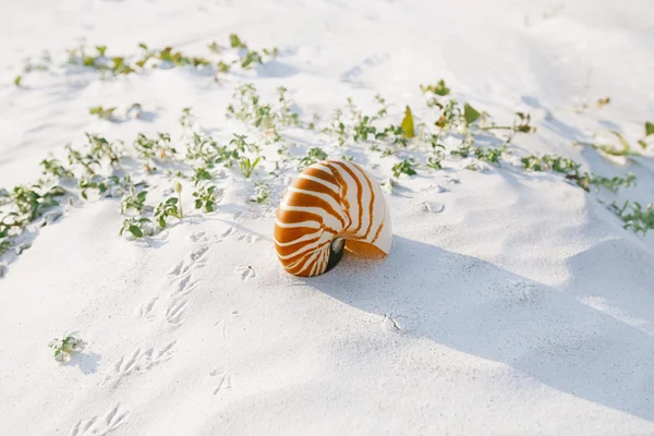 Coquille de nautilus sur sable de plage — Photo