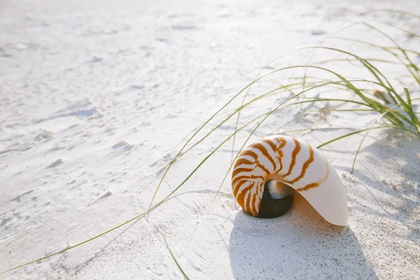 Nautilus powłoka na białej plaży — Zdjęcie stockowe