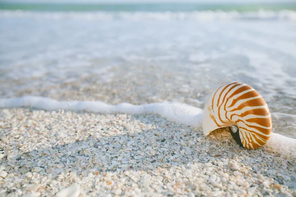 Concha de nautilus no oceano com ondas — Fotografia de Stock