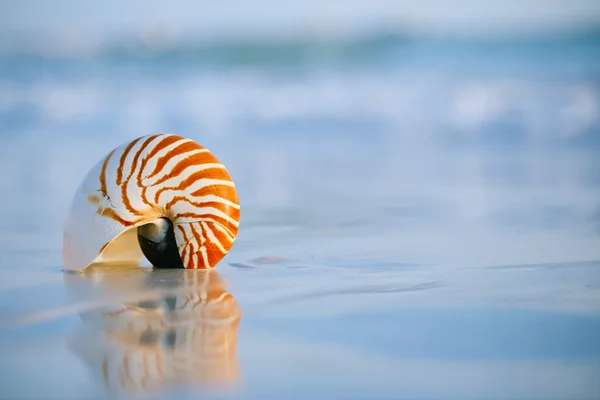 Nautilus-Muschel mit Meereswelle — Stockfoto