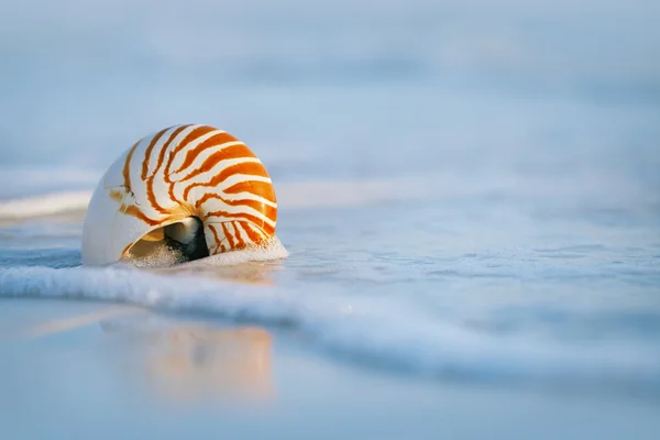 Nautilus-Muschel mit Meereswelle — Stockfoto