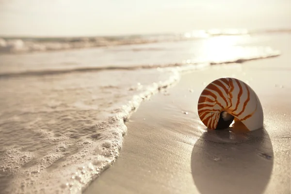 Guscio del Nautilus su una spiaggia oceanica — Foto Stock