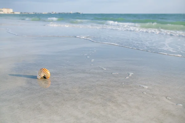Concha nautilus na areia da praia — Fotografia de Stock