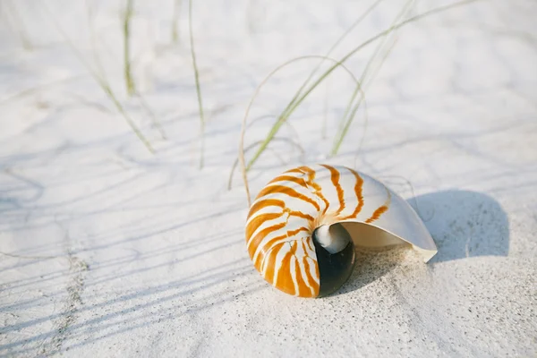 Nautilus powłoka na białej plaży — Zdjęcie stockowe